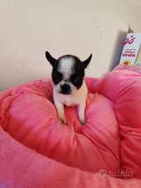 Chihuahua cucciola