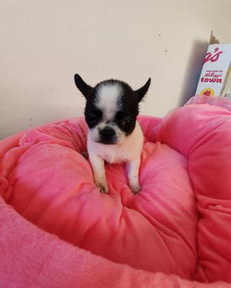 Chihuahua cucciola