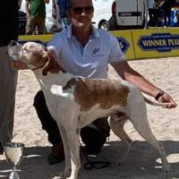 Pointer Inglese Disponibile per Accoppiamento