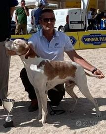 Pointer Inglese Disponibile per Accoppiamento