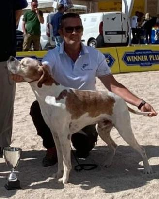 Pointer Inglese Disponibile per Accoppiamento