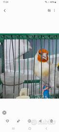 Uccelli mayor