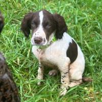 Springer spaniel inglese