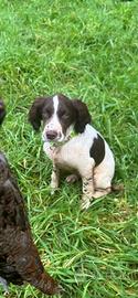 Springer spaniel inglese