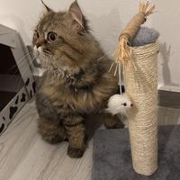 Scottish Disponibile per accoppiamento