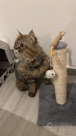 Scottish Disponibile per accoppiamento