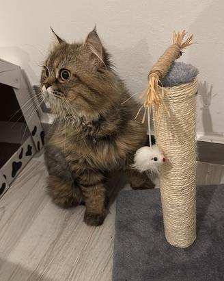 Scottish Disponibile per accoppiamento