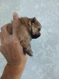 Spitz pomerania