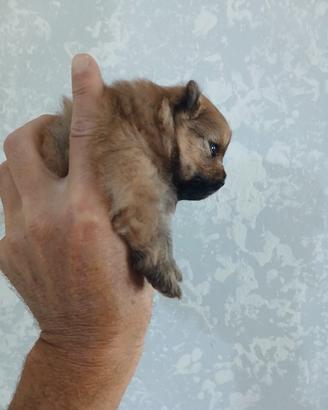 Spitz pomerania
