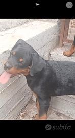 Rottweiler cucciolo 5 mesi con pedigree
