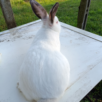 Conigli california ceppo austriaco (m/f)