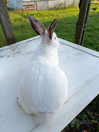 Conigli california ceppo austriaco (m/f)