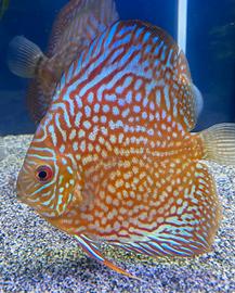 Discus 2 esemplari
