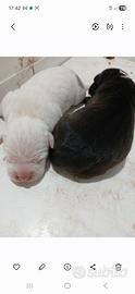 Pit bull grossa taglia