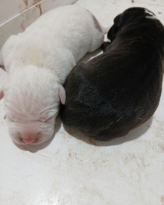 Pit bull grossa taglia