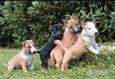 Bull terrier miniature