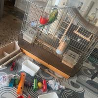 Cocorite coppia più gabbia