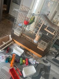 Cocorite coppia più gabbia