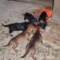 Cuccioli di bassotto pelo duro