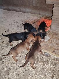 Cuccioli di bassotto pelo duro