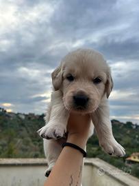 Cuccioli di Golden Retriver