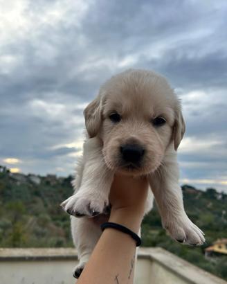 Cuccioli di Golden Retriver
