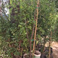 Piante giuggiole