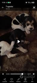 Beagle Elisabeth/segugio