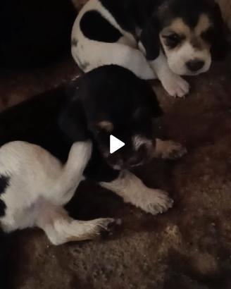 Beagle Elisabeth/segugio