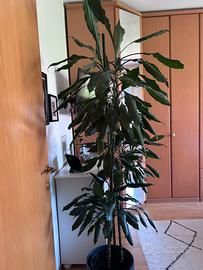 Pianta Dracaena Fragrans