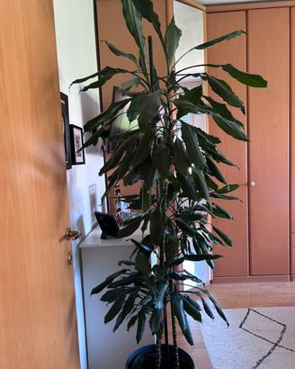 Pianta Dracaena Fragrans