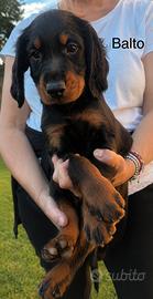 Cuccioli di Setter Gordon