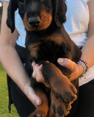 Ultimo cucciolo di setter gordon