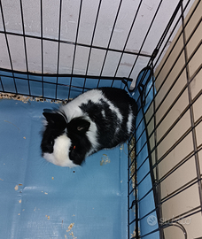 Coniglio nano e accessori