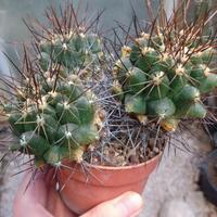 Thelocactus flavus. Vaso10 cm Cactus Piante Grasse