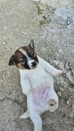 Jack russell terrier