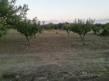 TERRENO AGRICOLO CON POTENZIALITÀ EDIFICATORIA