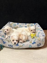 Cuccioli Maltese