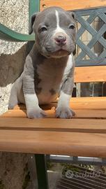 American bully