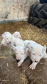 Cuccioli di dogo argentino originali