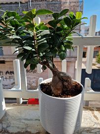 ginger bonsai