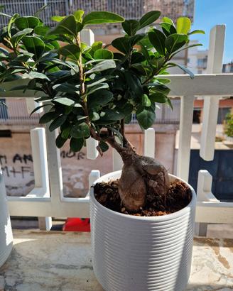 ginger bonsai