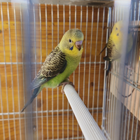 Ala nera e portatori