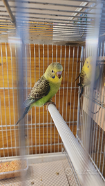 Ala nera e portatori