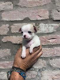 Cuccioli di chihuahua