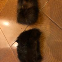 Polsini e codine di vero visone