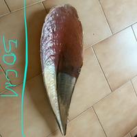 Cochiglia madreperla grande 50 cm