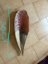 Cochiglia madreperla grande 50 cm