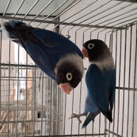 Inseparabili personata