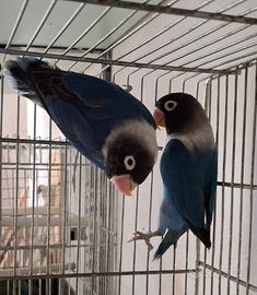 Inseparabili personata